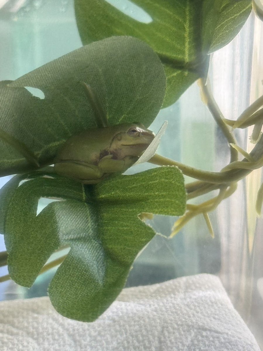 うちのイエアメガエル(幼体)。ダイソーの造花の葉の上で、じっとしています