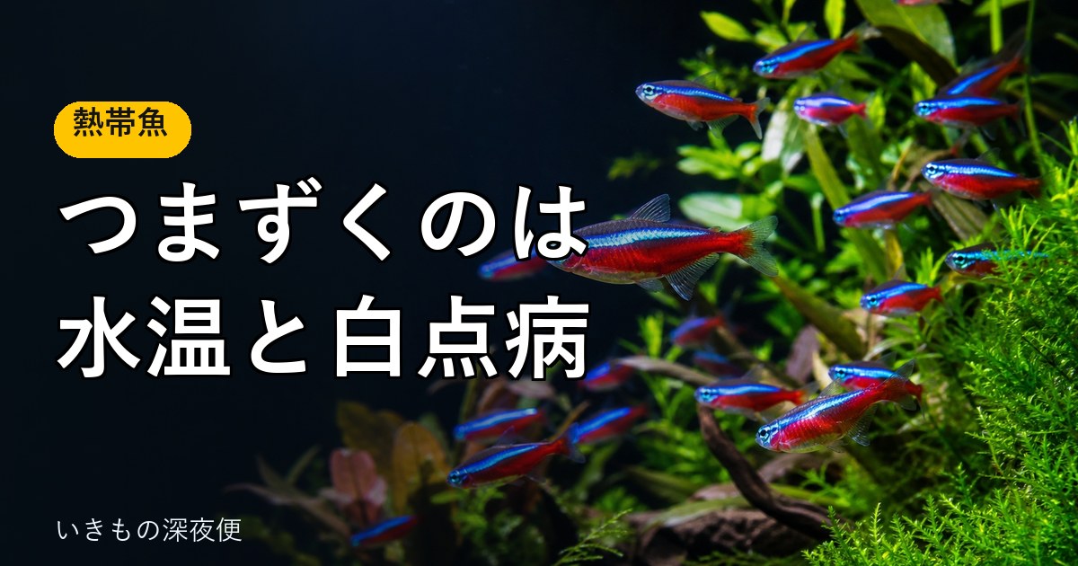 カージナルテトラの飼い方。つまずくのは水温と白点病(塩と加温で治す方法も)