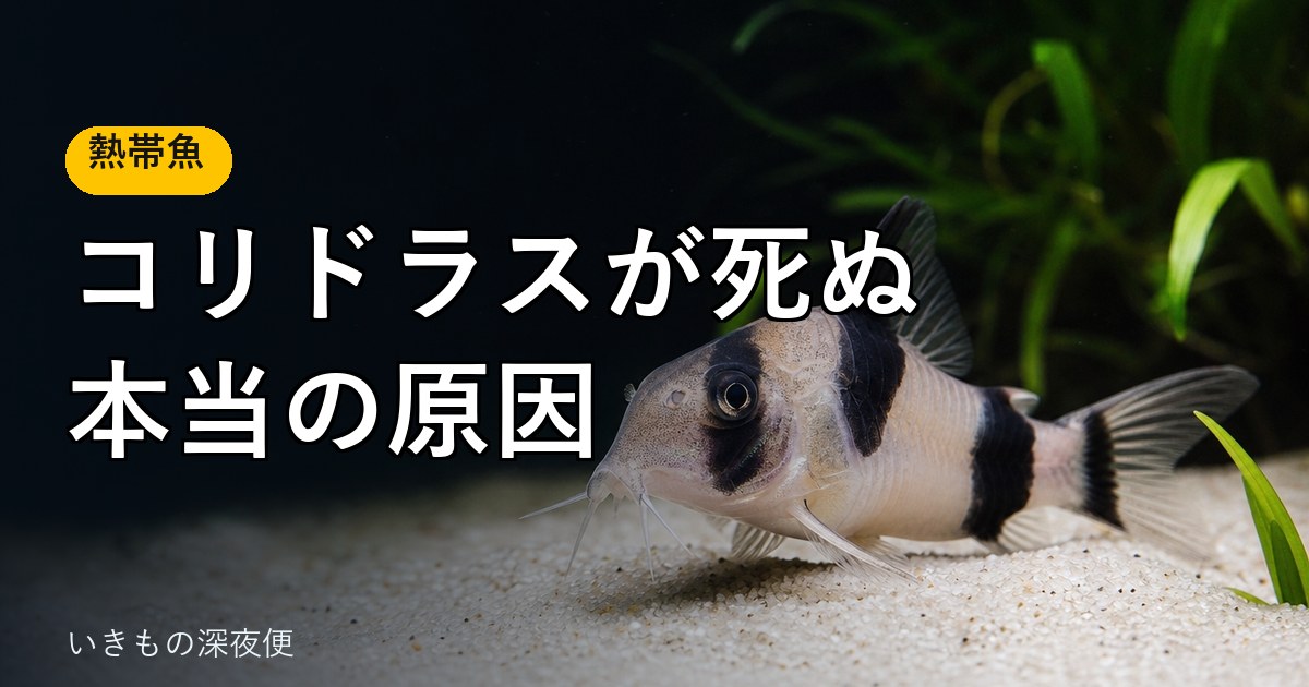コリドラスが死ぬ本当の原因は、水質じゃない。飼って分かった3つの落とし穴