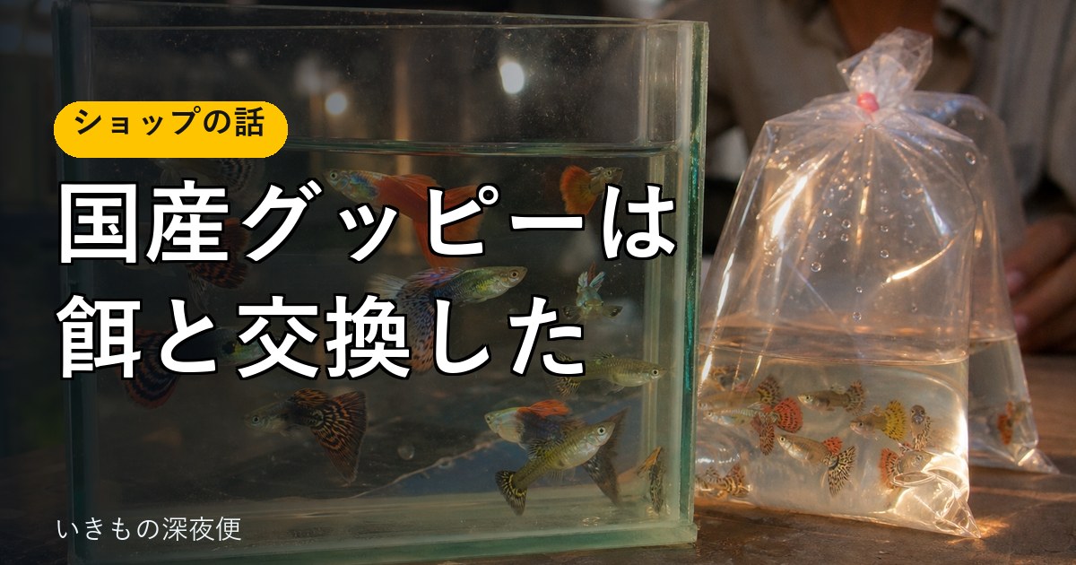 国産グッピーは、お金ではなく餌と交換した。祖父が始めた、繁殖のはなし