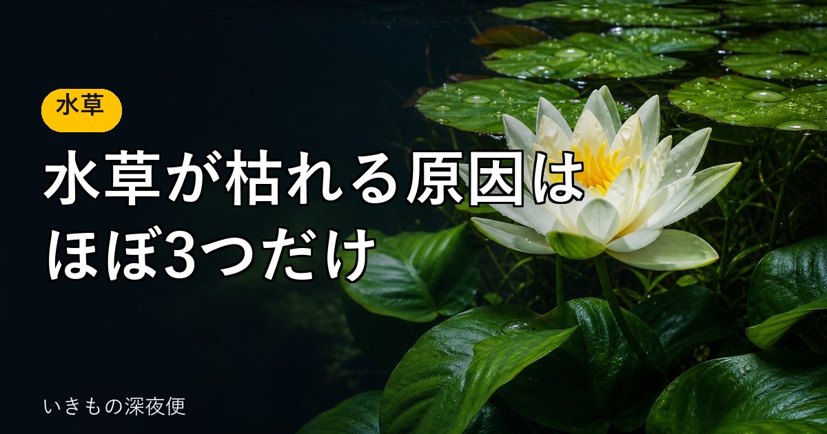 水草が枯れる原因は、ほぼ3つだけ。アヌビアスとニムファの育て方