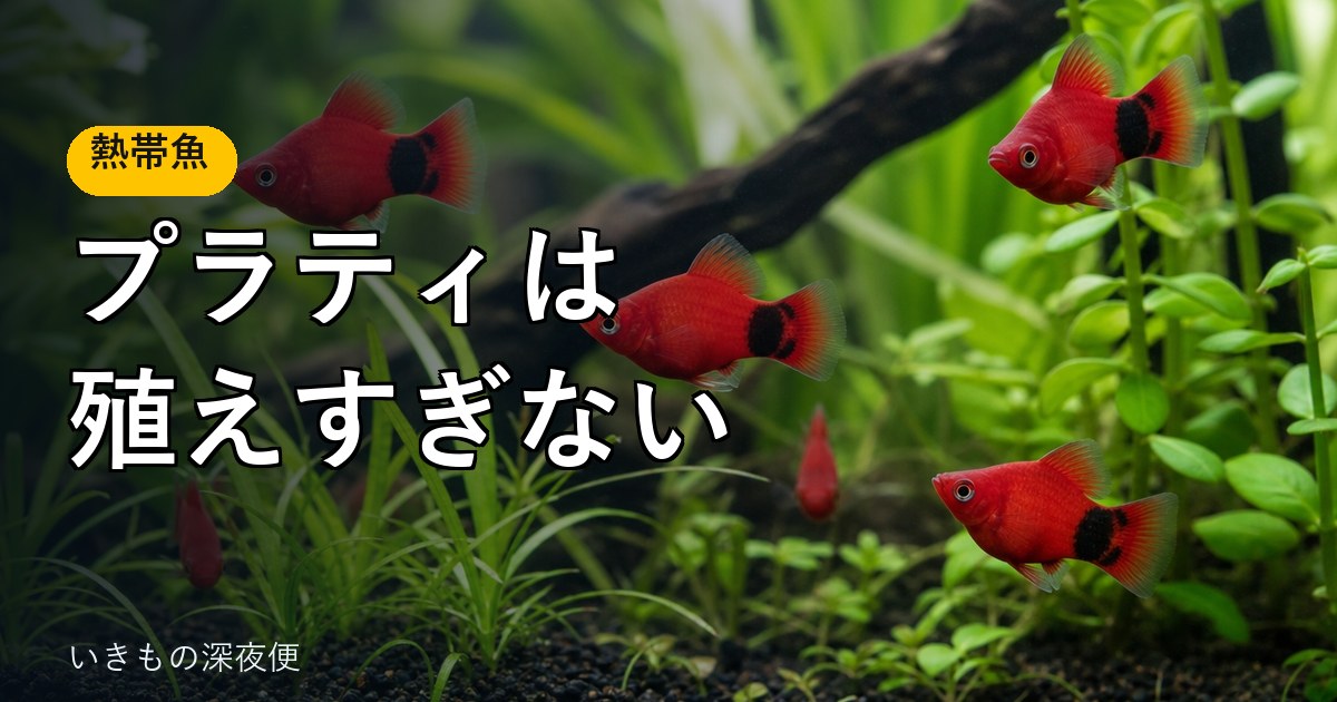 ミッキーマウスプラティは、殖えすぎない。何もしなければ、自然に数が落ち着く
