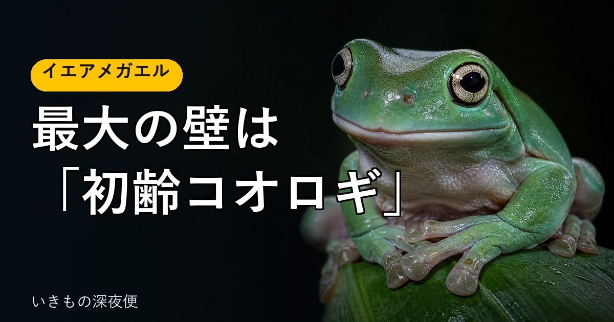 イエアメガエルをオタマジャクシから育てたら、最大の壁は「初齢コオロギ」だった